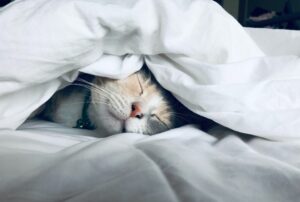 とにかく睡眠!